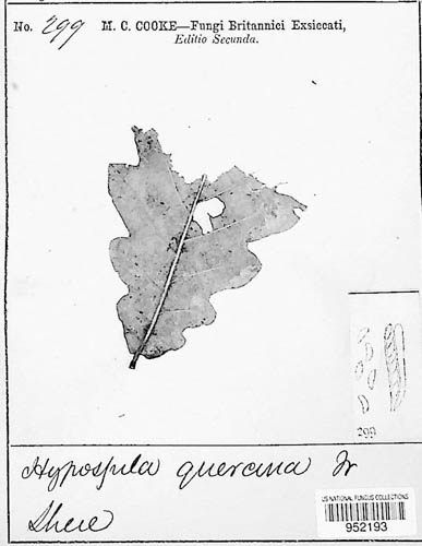 Hypospilina bifrons image